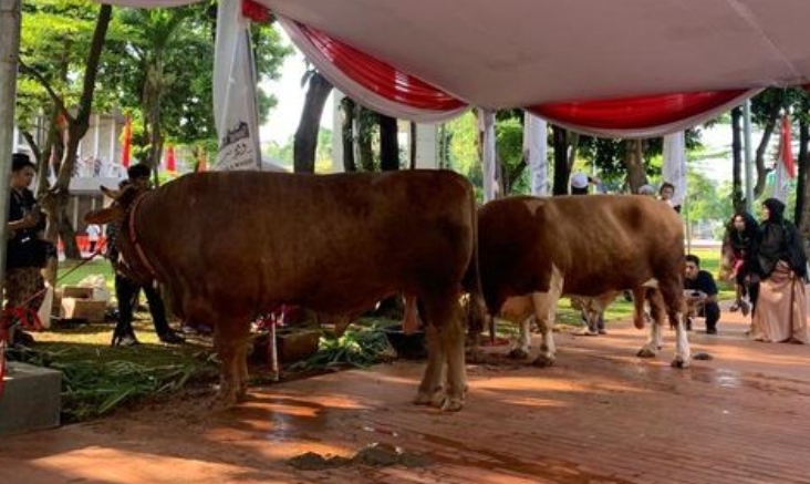 Maruf Amin Serahkan Sapi Kurban Jokowi Ke Masjid Istiqlal Holopis