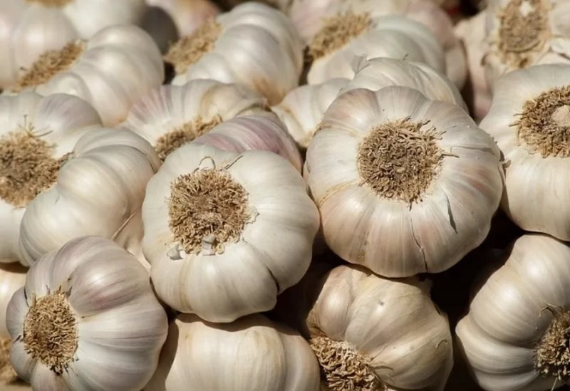 Bawang Putih