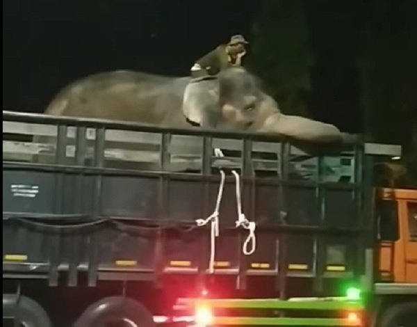 Gajah di atas Truk