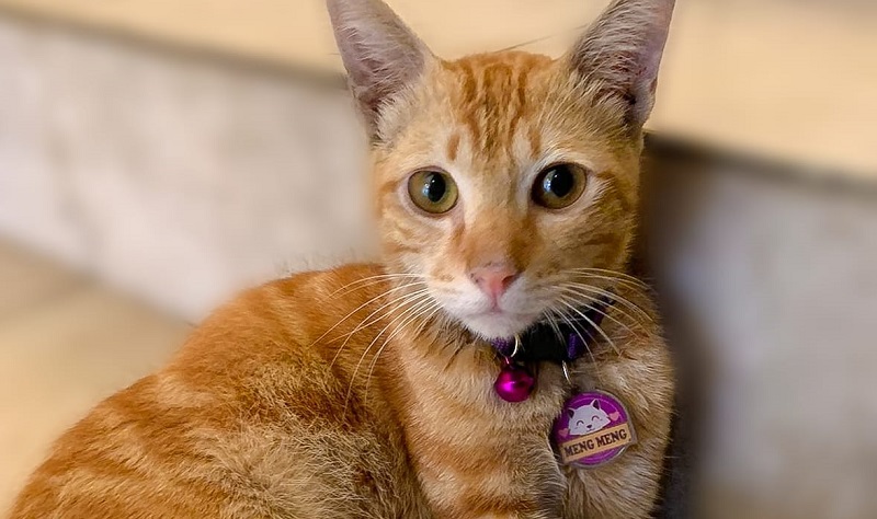 Kucing Oranye