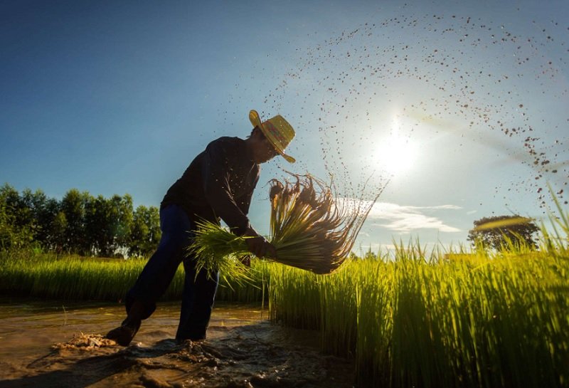 Petani