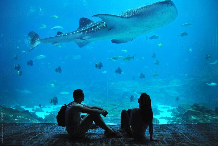 Couple in aquarium