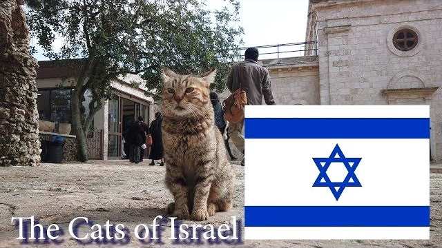 Israel Cats