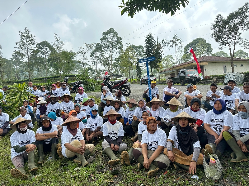 Petani Pemetik Teh Tambi