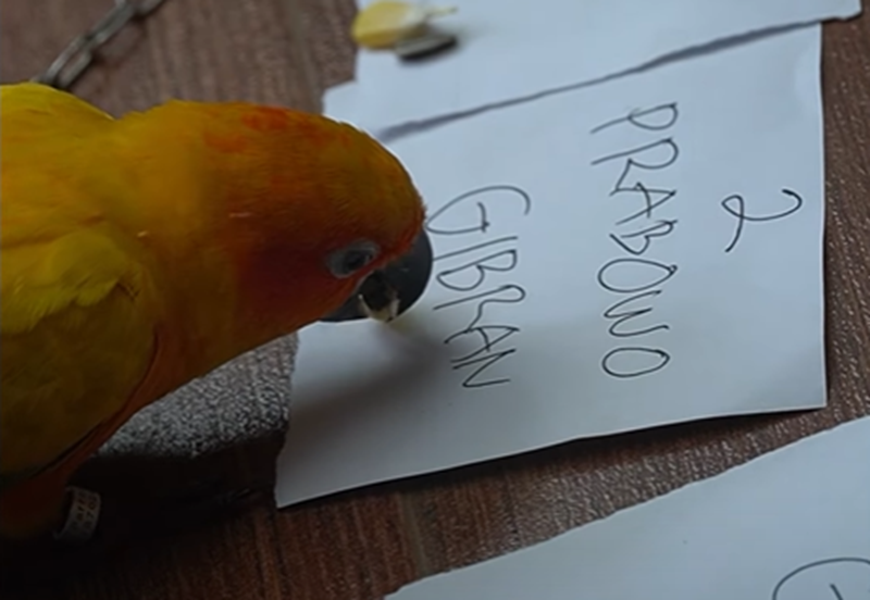 Sun Conure