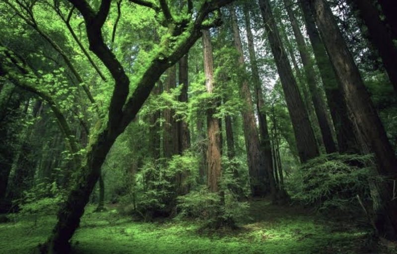 Hutan