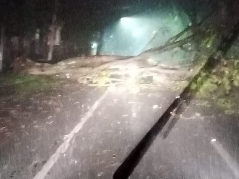 Pohon tumbang di Magetan