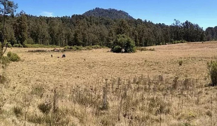 Sabana Cikasur