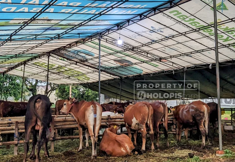 Lapak Penjual Hewan Kurban Lapak Hewan Kurban