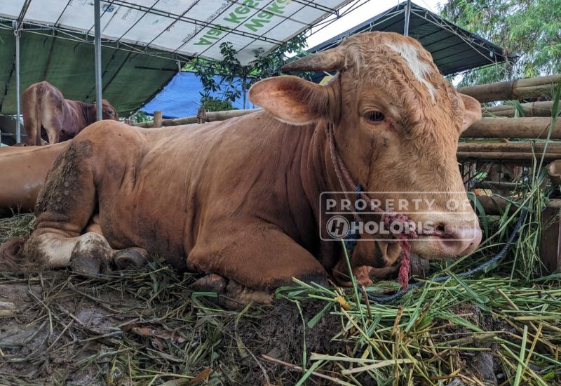 Sapi Kurban di Lebak Bulus - HOLOPIS