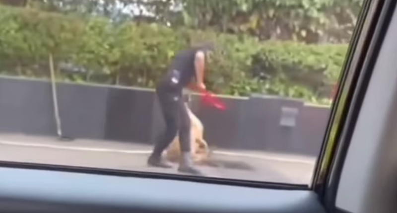 Anjing dipukul