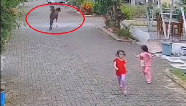 CCTV Kuda Kejar Bocil di Karawang