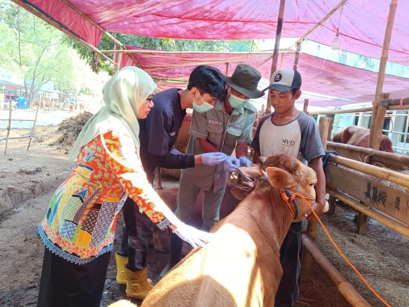 Hewan Qurban. holopis