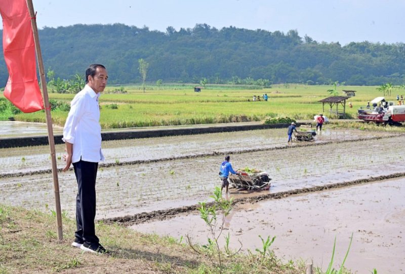 jokowi saat meninjau lahan pertanian di jawa tengah