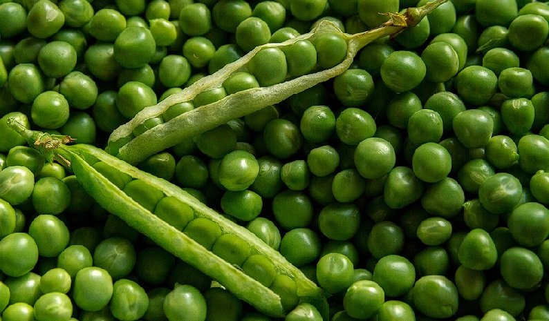Kacang Polong Hijau