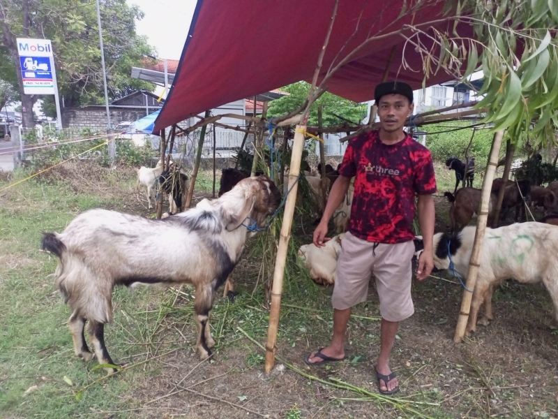 Penjual Hewan Kurban Madiun
