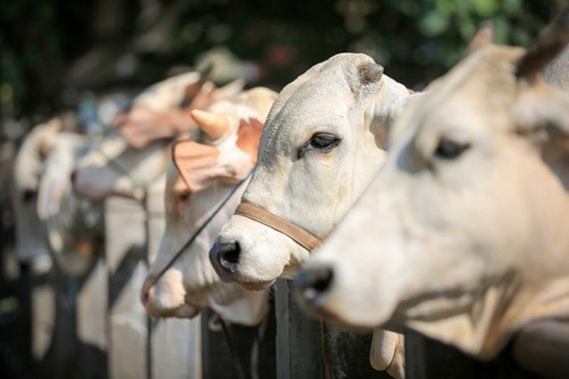 Sapi Kurban