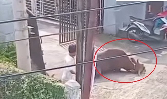 Sapi Tabrak Pagar di Meruyung, Depok