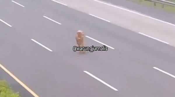 viral sapi lepas