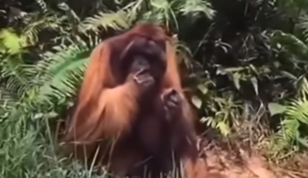 Orang Utan
