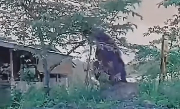 Viral Orang Utan Raksasa