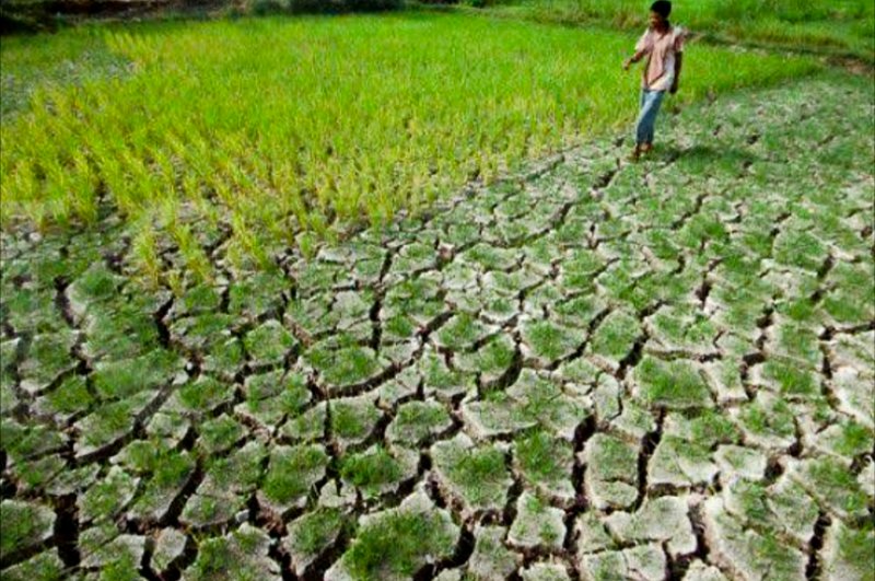 lahan suboptimal yang bisa dimanfaatkan menjadi lumbung pangan nasional