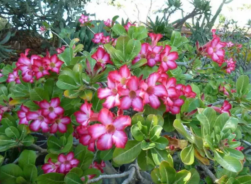 Kamboja
