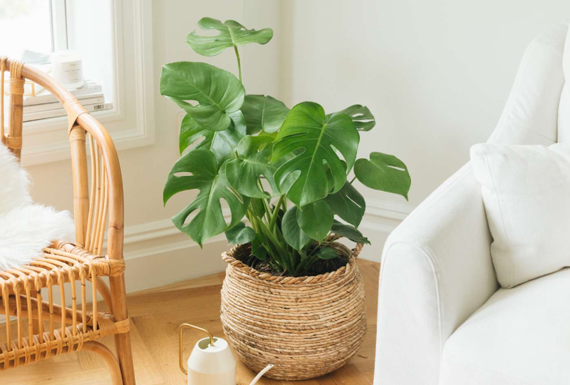 Monstera Deliciosa