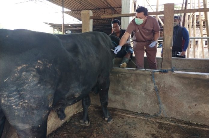 Pemberian Vaksin anti Antraks di Gunungkidul