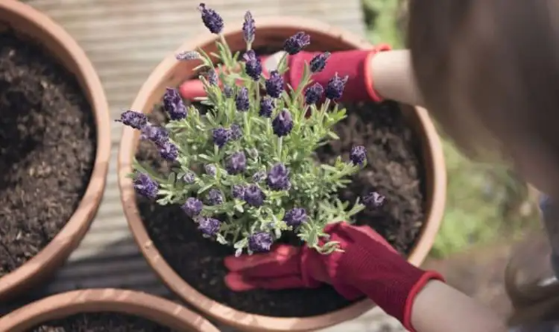 Tanaman Lavender Penangkal Nyamuk