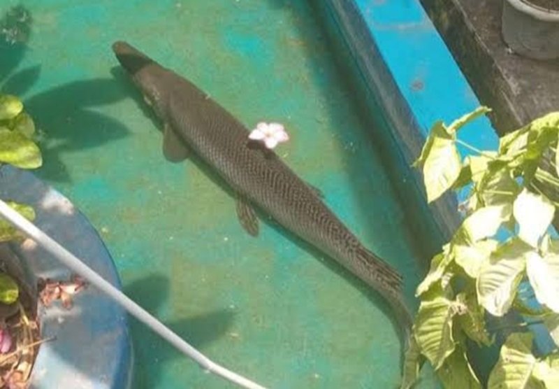 Alligator Gar