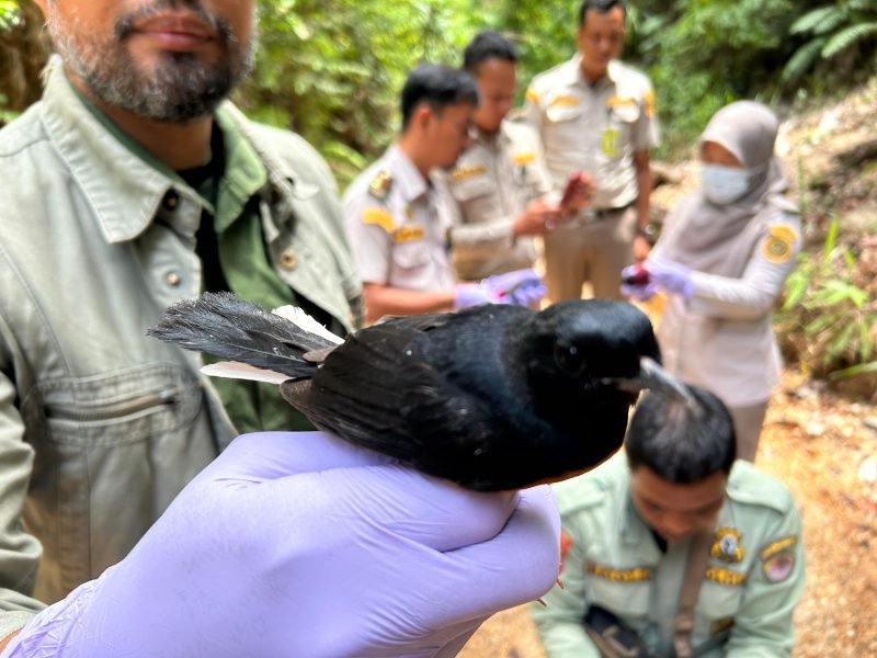 Balai Karantina bersama personel KPH Tarakan saat pelepasliaran 6 ekor burung Kacer dan Murai (5 ekor)