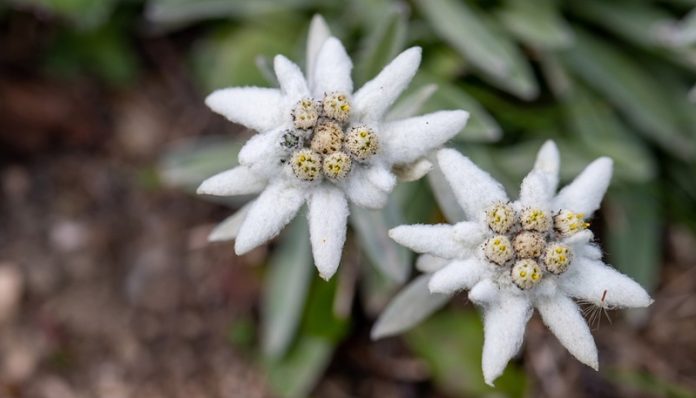 Bunga Edelweiss