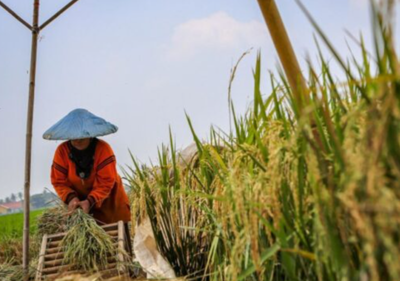 Petani