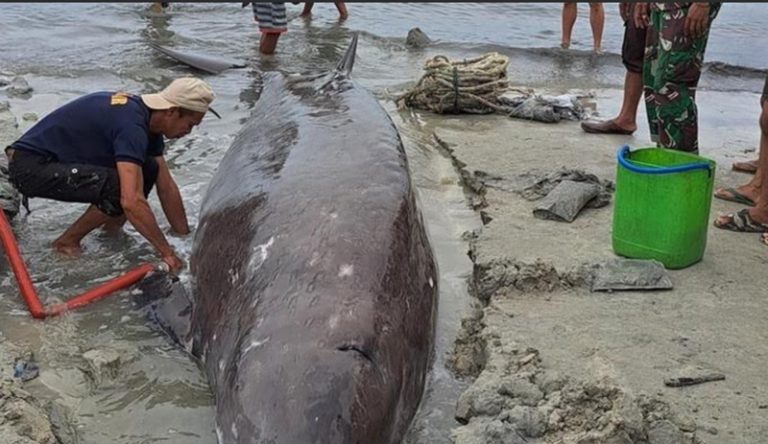 Paus Seberat 1,5 Ton Terdampar di Pantai Selayar