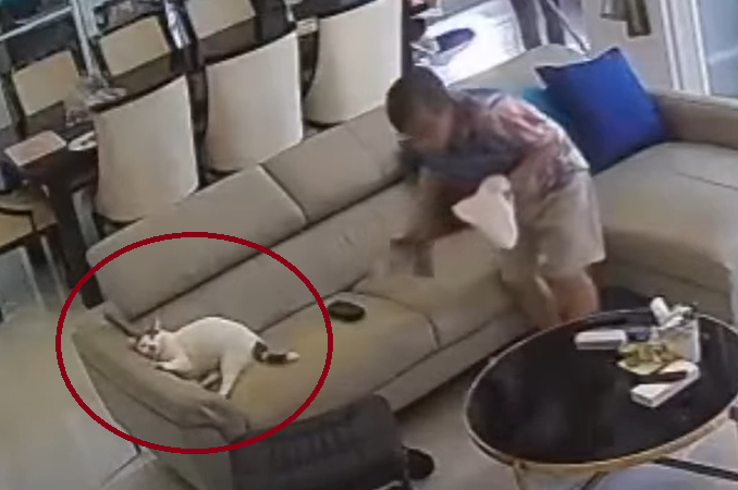 Kucing jadi majikan