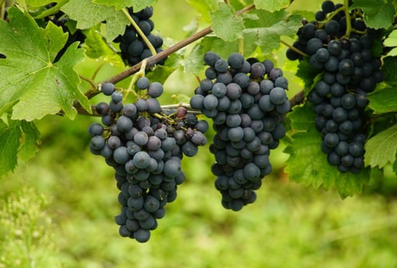 Anggur Hitam
