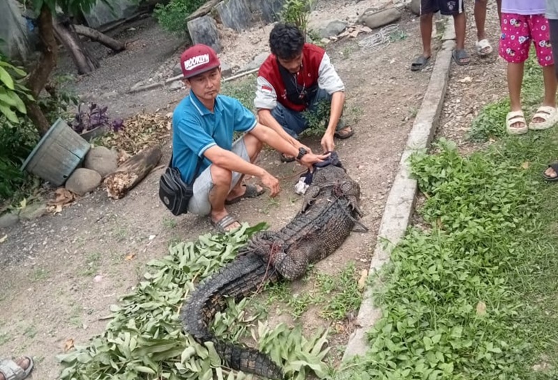 Buaya di Rengasdengklok