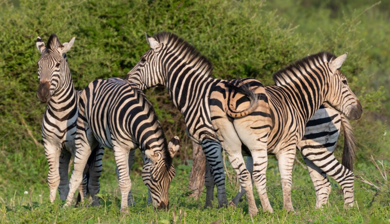 Zebra