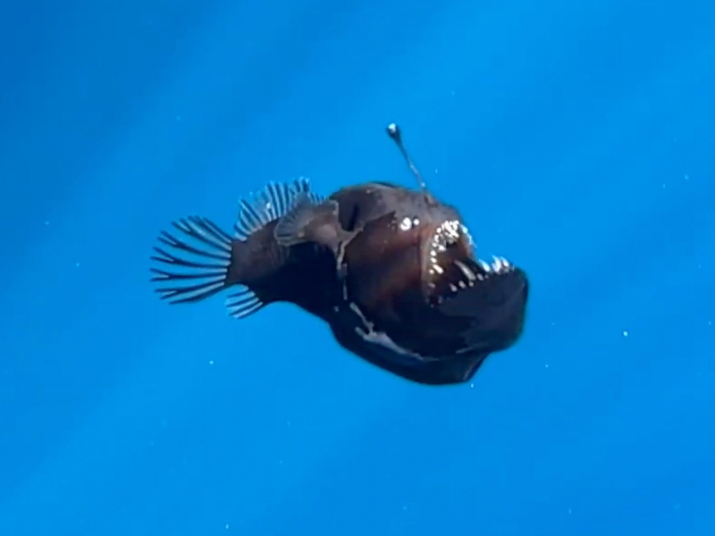 anglerfish