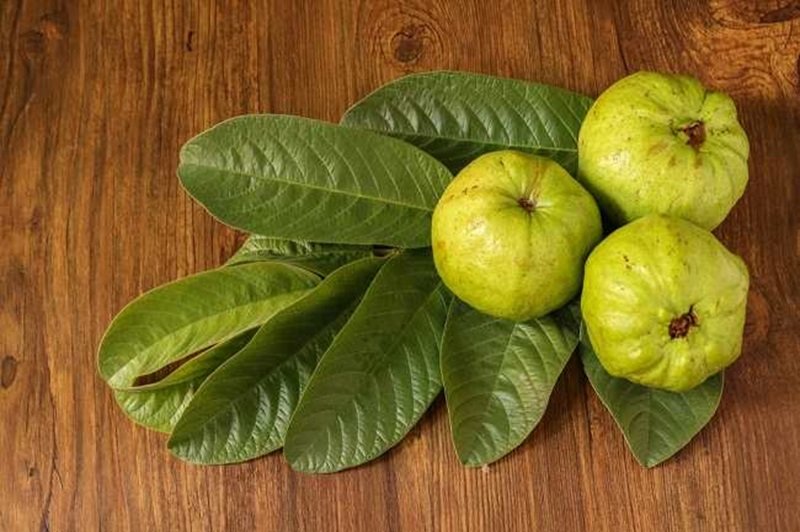 Daun Jambu Biji