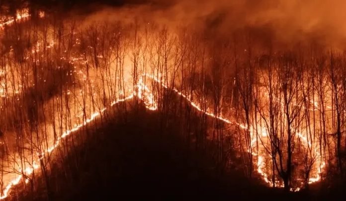 Kebakaran hutan Korea Selatan