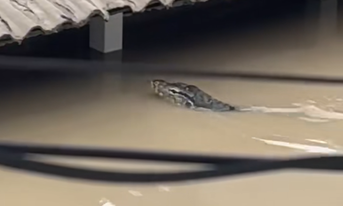Biawak