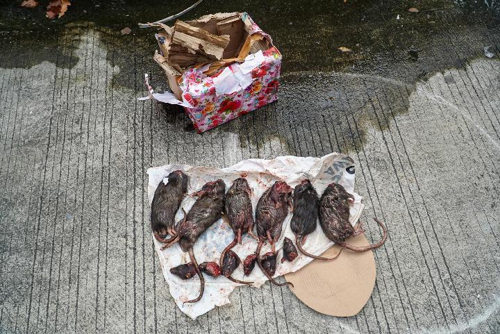 teror bangkai tikus untuk tempo