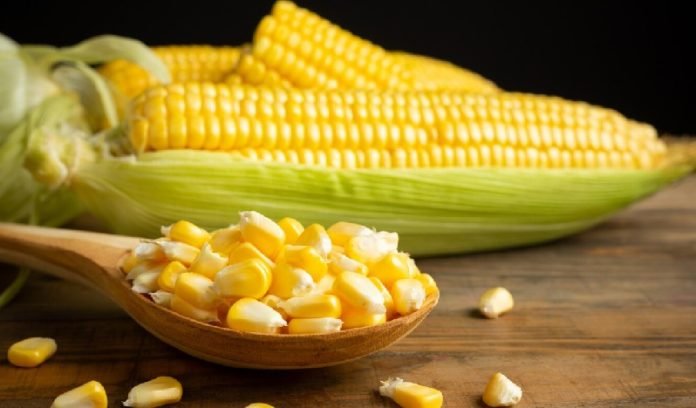 Manfaat Makan Jagung untuk kesehatan