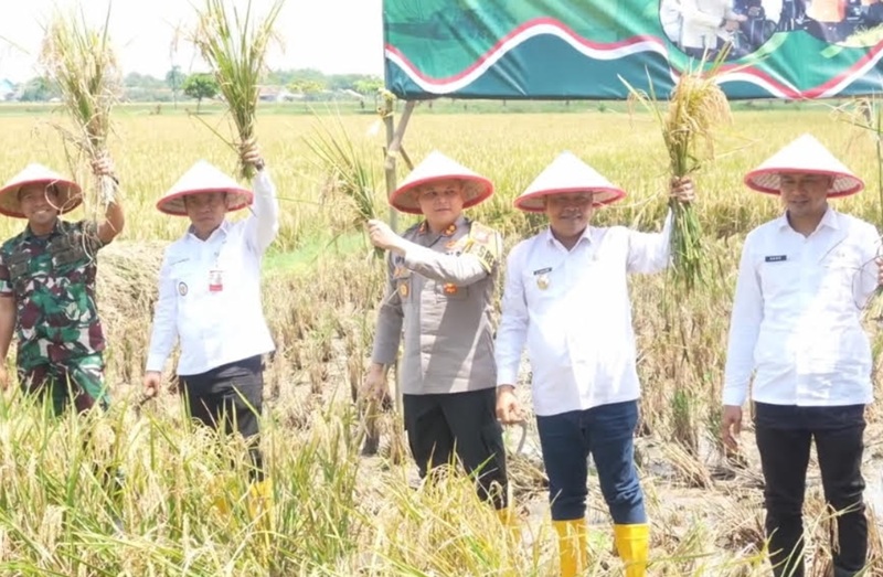 Panen raya di Karawang