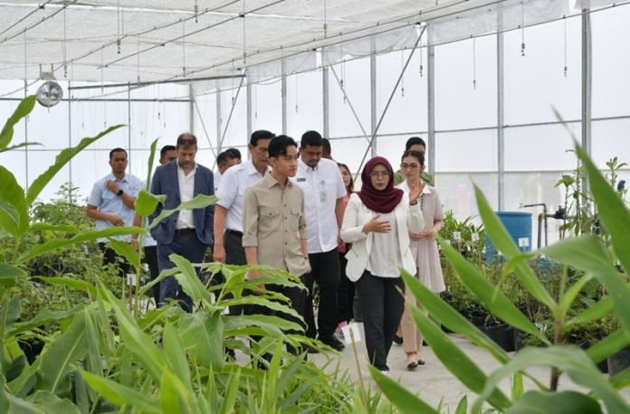 GIbran di Sumut 2