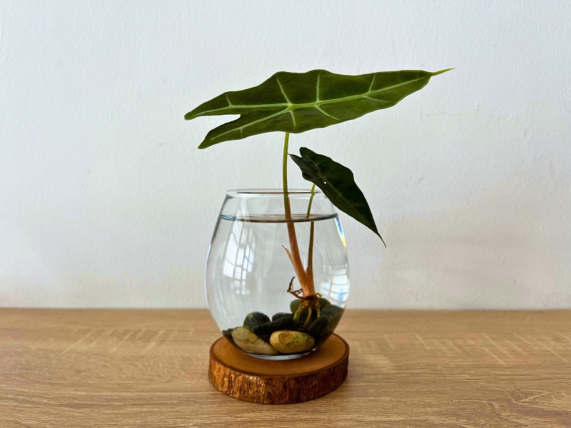 Alocasia Polly