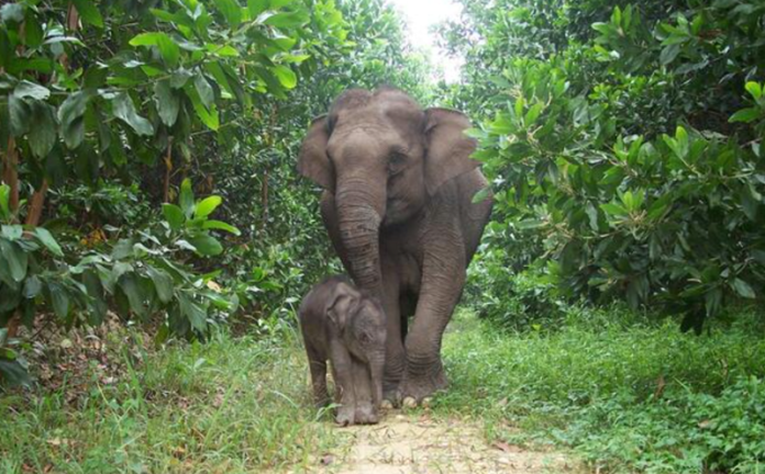 Gajah Sumatra