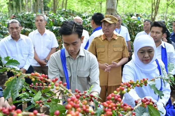 Gibran Panen Kopi di Bondowoso - Holopis